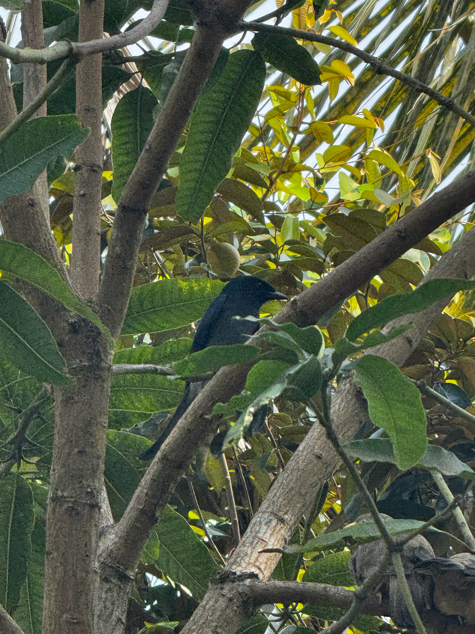 White-bellied Drongo (Dicrurus caerulescens), photo 2