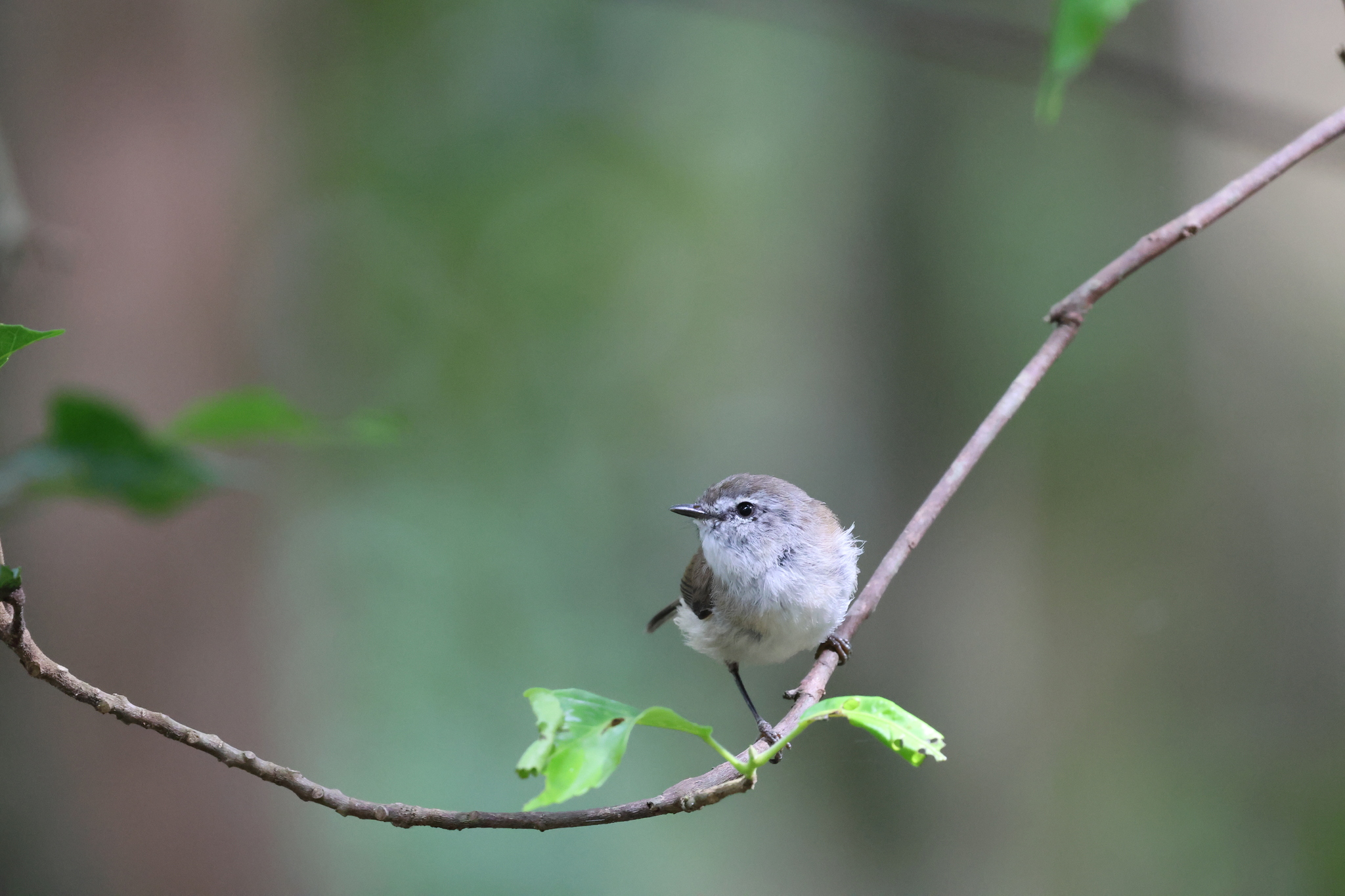 Brown Gerygone (Gerygone mouki), photo 8