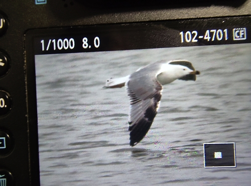 Yellow-legged Gull (Larus michahellis), photo 8