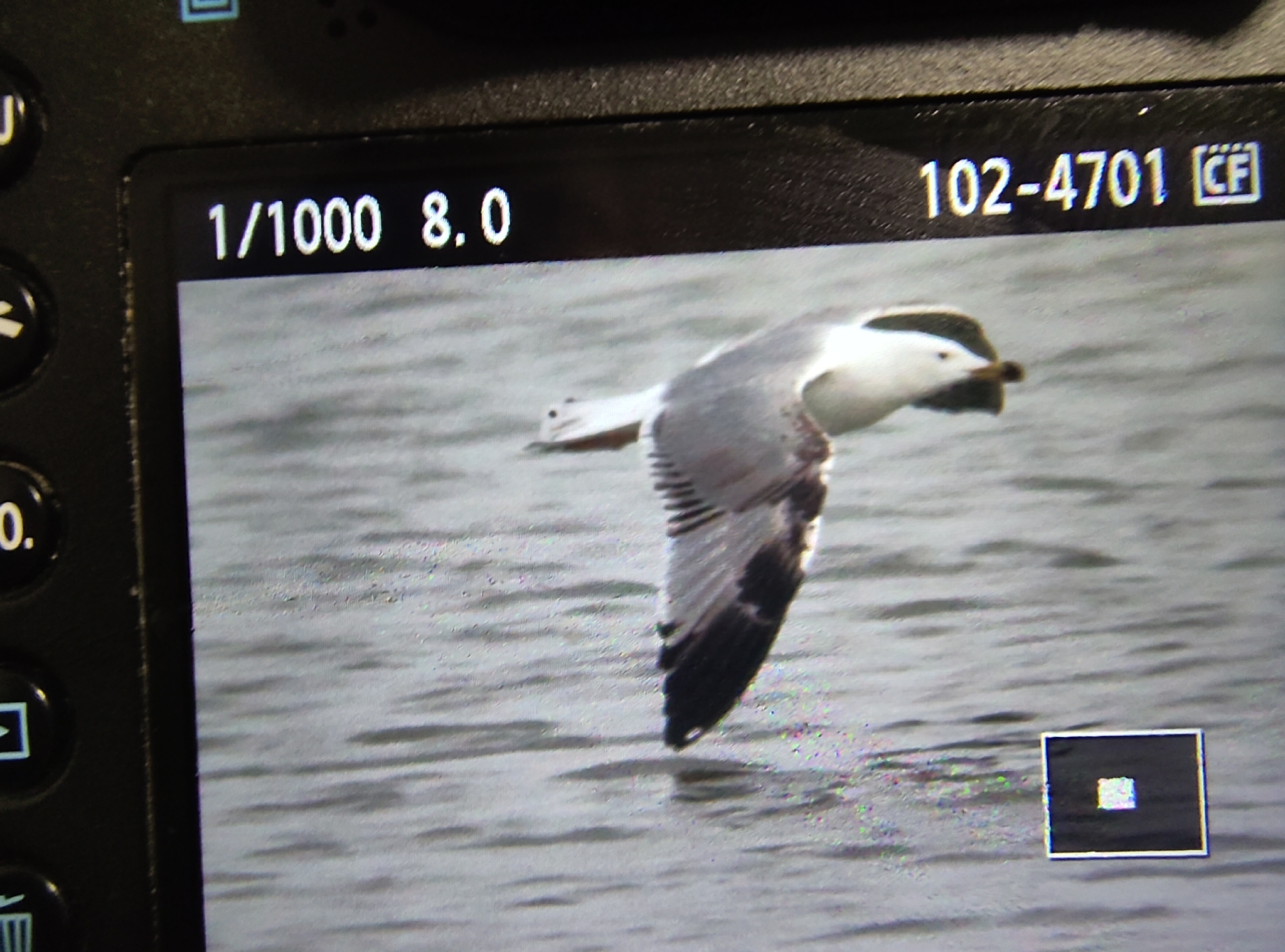Yellow-legged Gull (Larus michahellis), photo 9