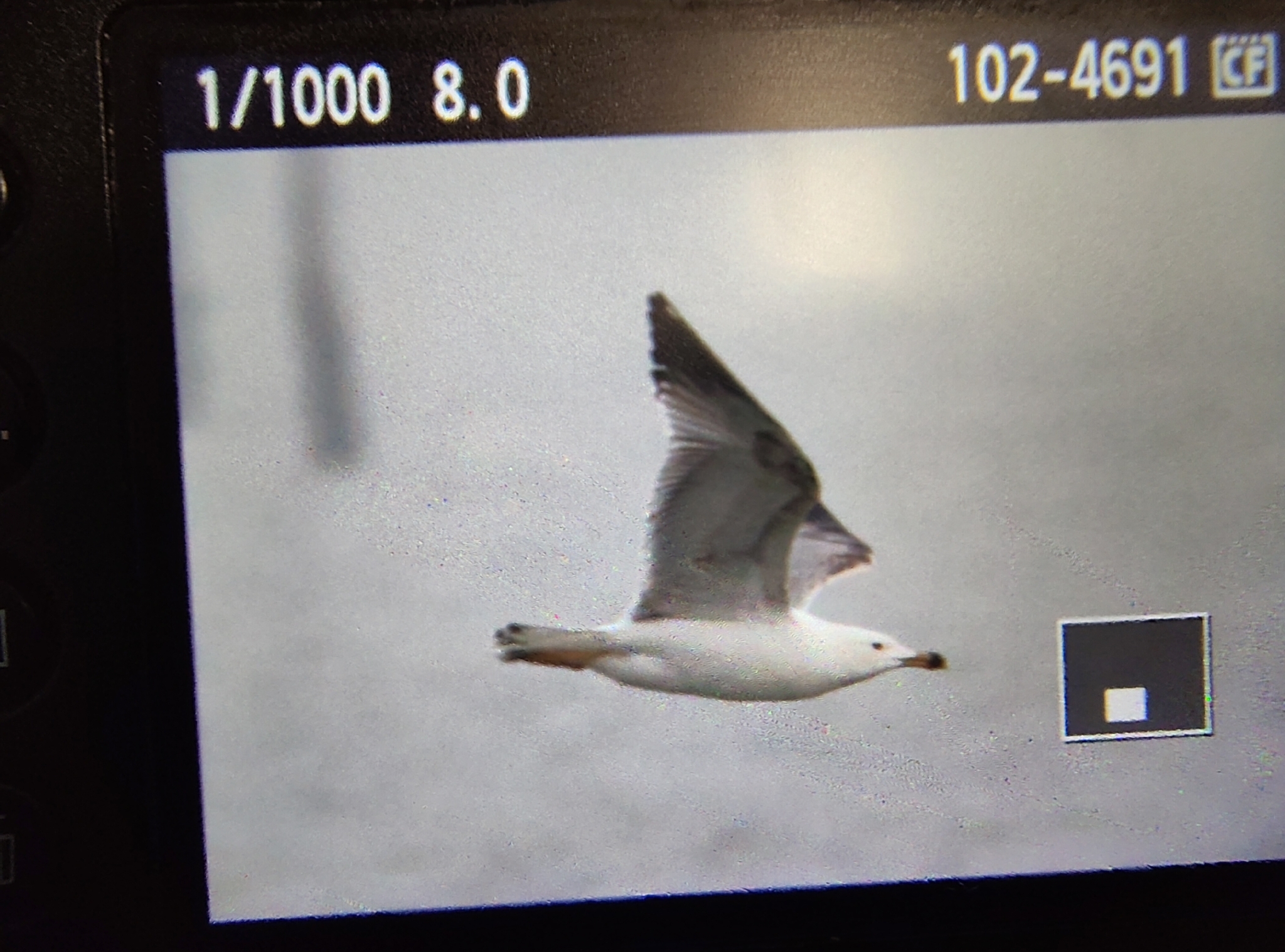 Yellow-legged Gull (Larus michahellis), photo 10