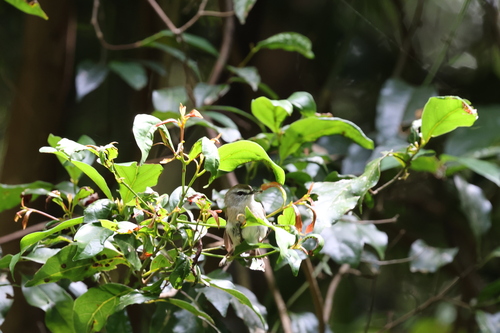 Brown Gerygone (Gerygone mouki)