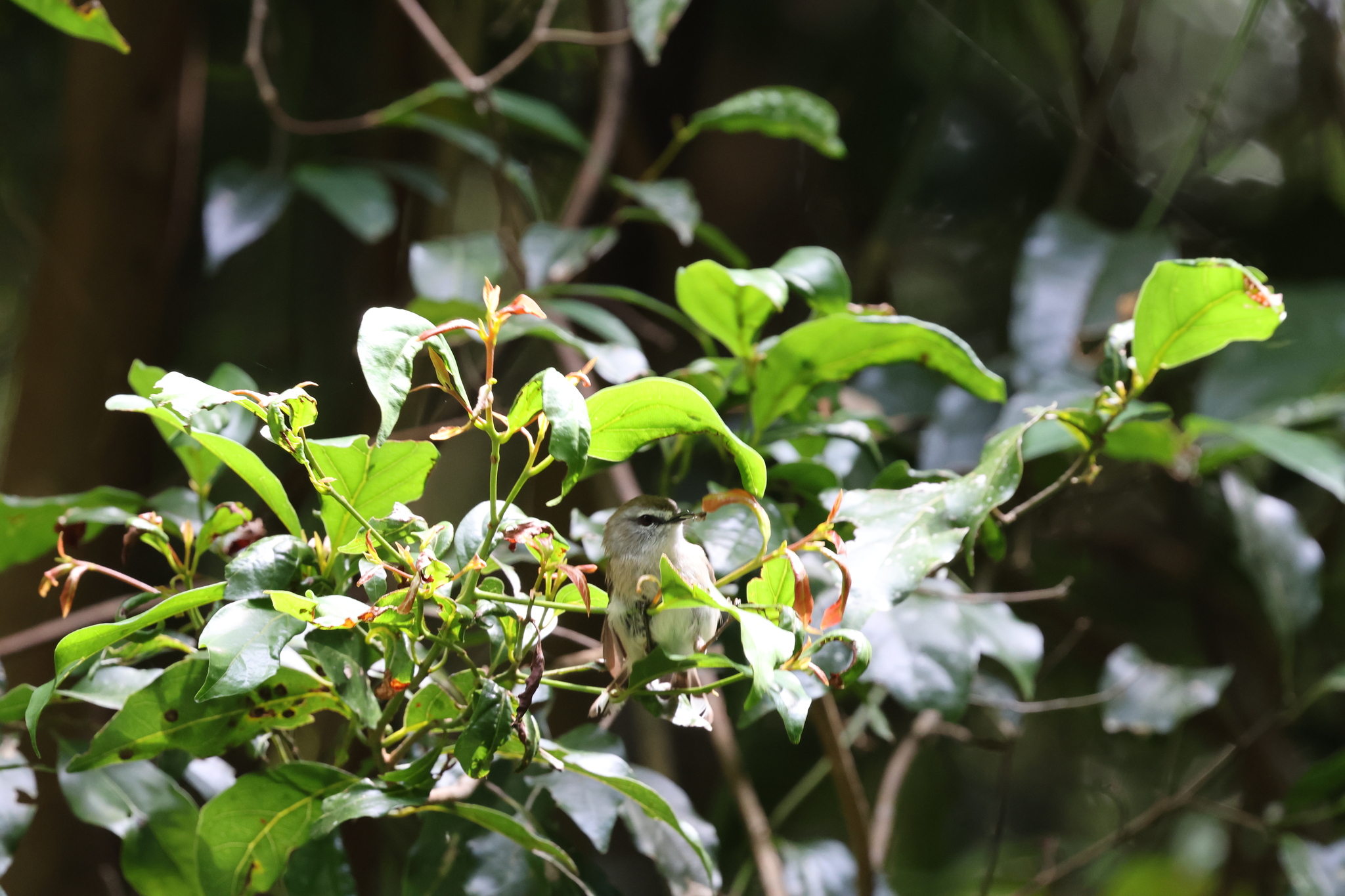 Brown Gerygone (Gerygone mouki), photo 1
