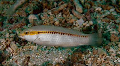 Zigzag Wrasse