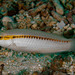 Zigzag Wrasse - Photo (c) Bernat Garrigós, some rights reserved (CC BY-NC)