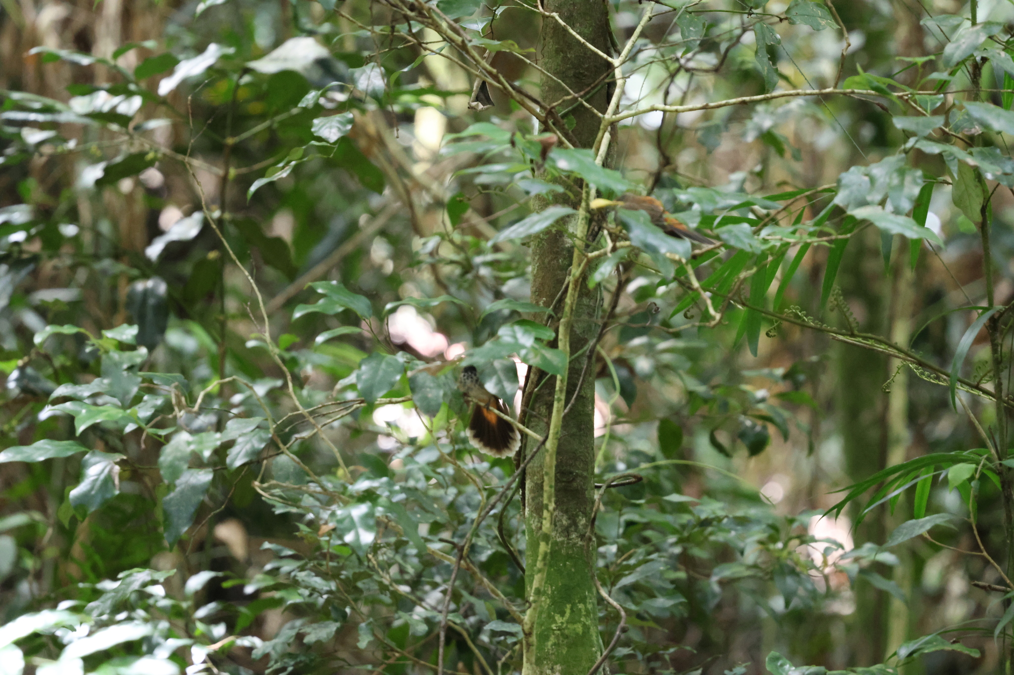 Australian Rufous Fantail (Rhipidura rufifrons), photo 4