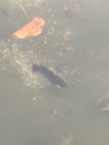 Oreochromis mossambicus