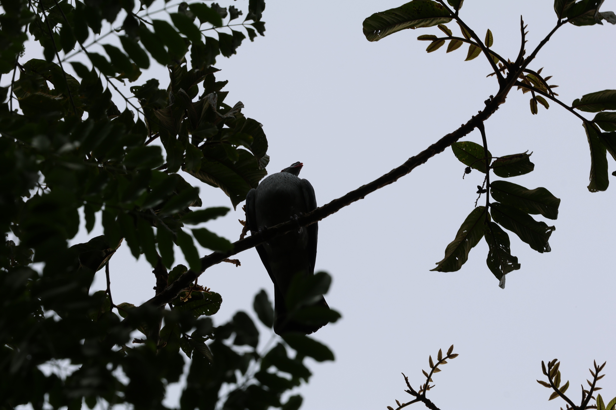 Topknot Pigeon (Lopholaimus antarcticus), photo 1