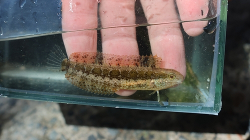 Brown sabretooth blenny (Petroscirtes lupus) — Blenniidae — 5