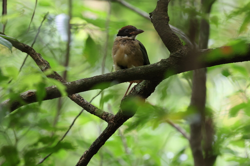 Noisy Pitta (Pitta versicolor)