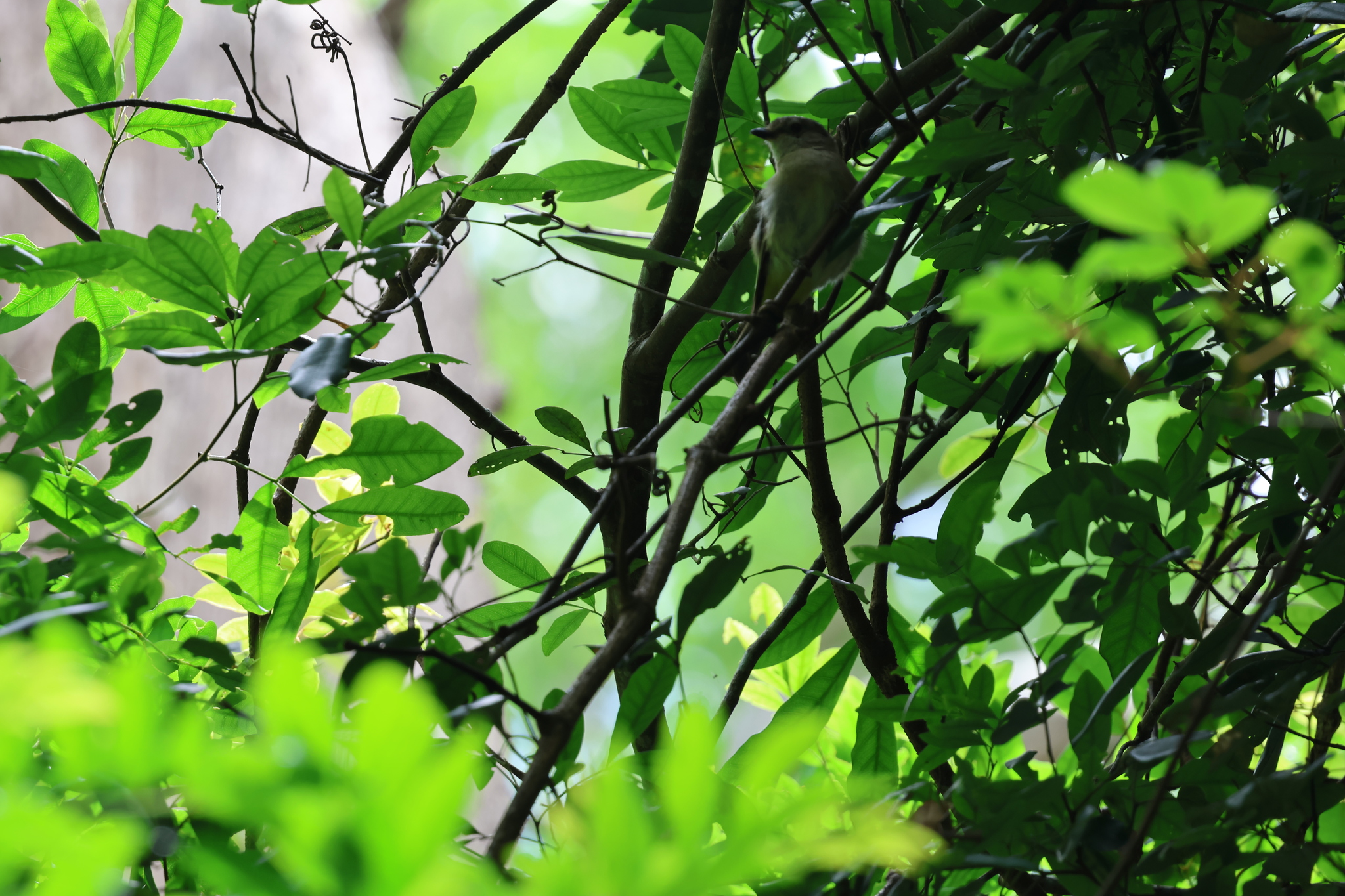 Australian Golden Whistler (Pachycephala pectoralis), photo 2