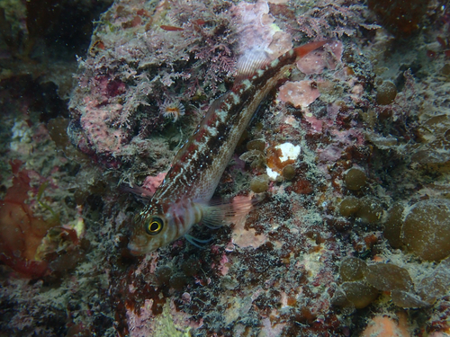 Many-rayed threefin (Forsterygion varium) — Tripterygiidae