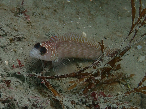 Spectacled triplefin (Ruanoho whero) — Tripterygiidae — 4