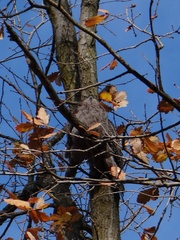 Podargus strigoides strigoides