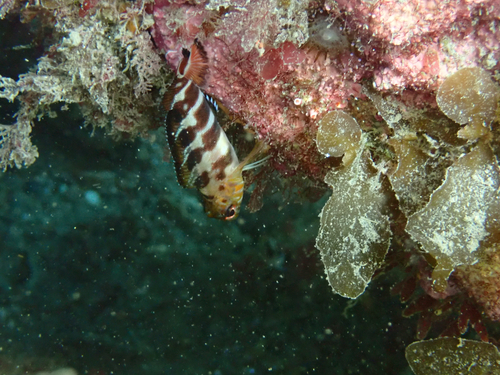 Banded triplefin (Forsterygion malcolmi) — Tripterygiidae — 3