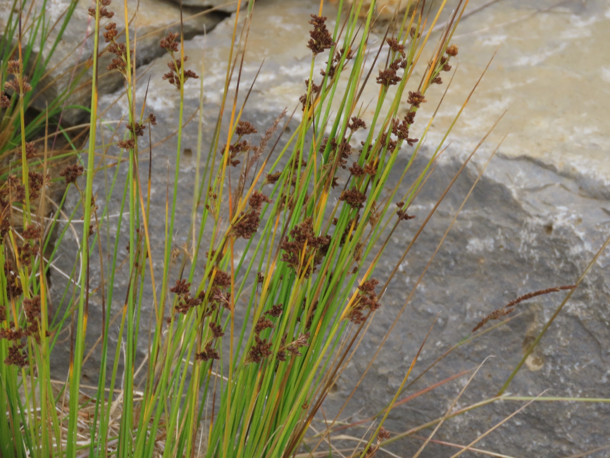 Juncus hesperius