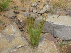 Juncus hesperius, photograph (c) Bob Miller, some rights reserved (CC BY)