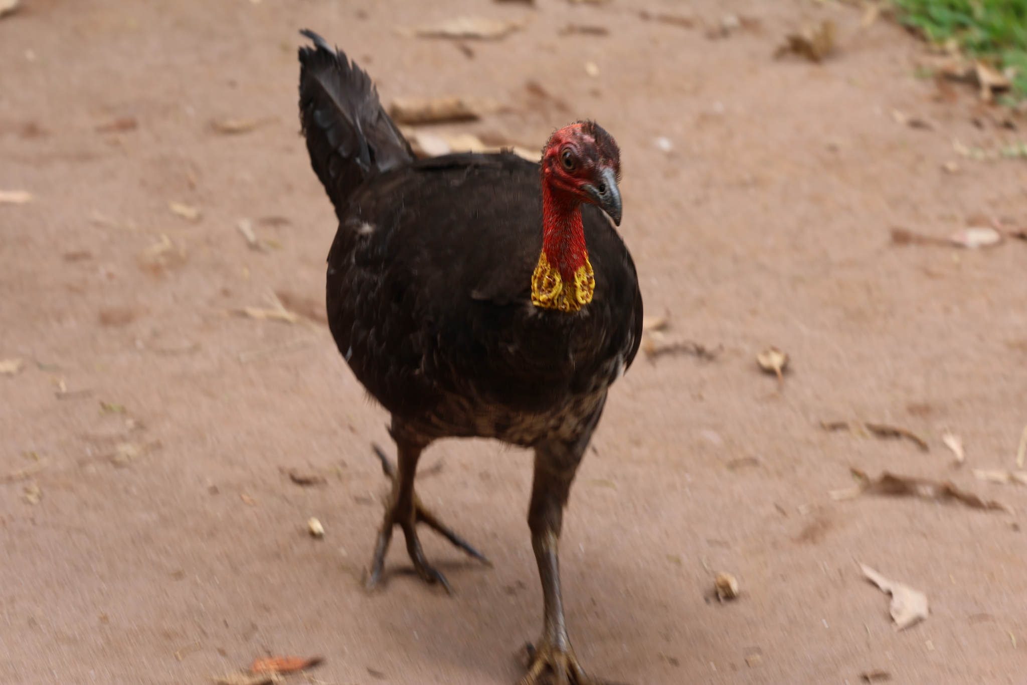 Australian Brushturkey (Alectura lathami), photo 5