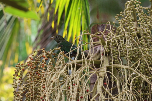 Green Catbird (Ailuroedus crassirostris)