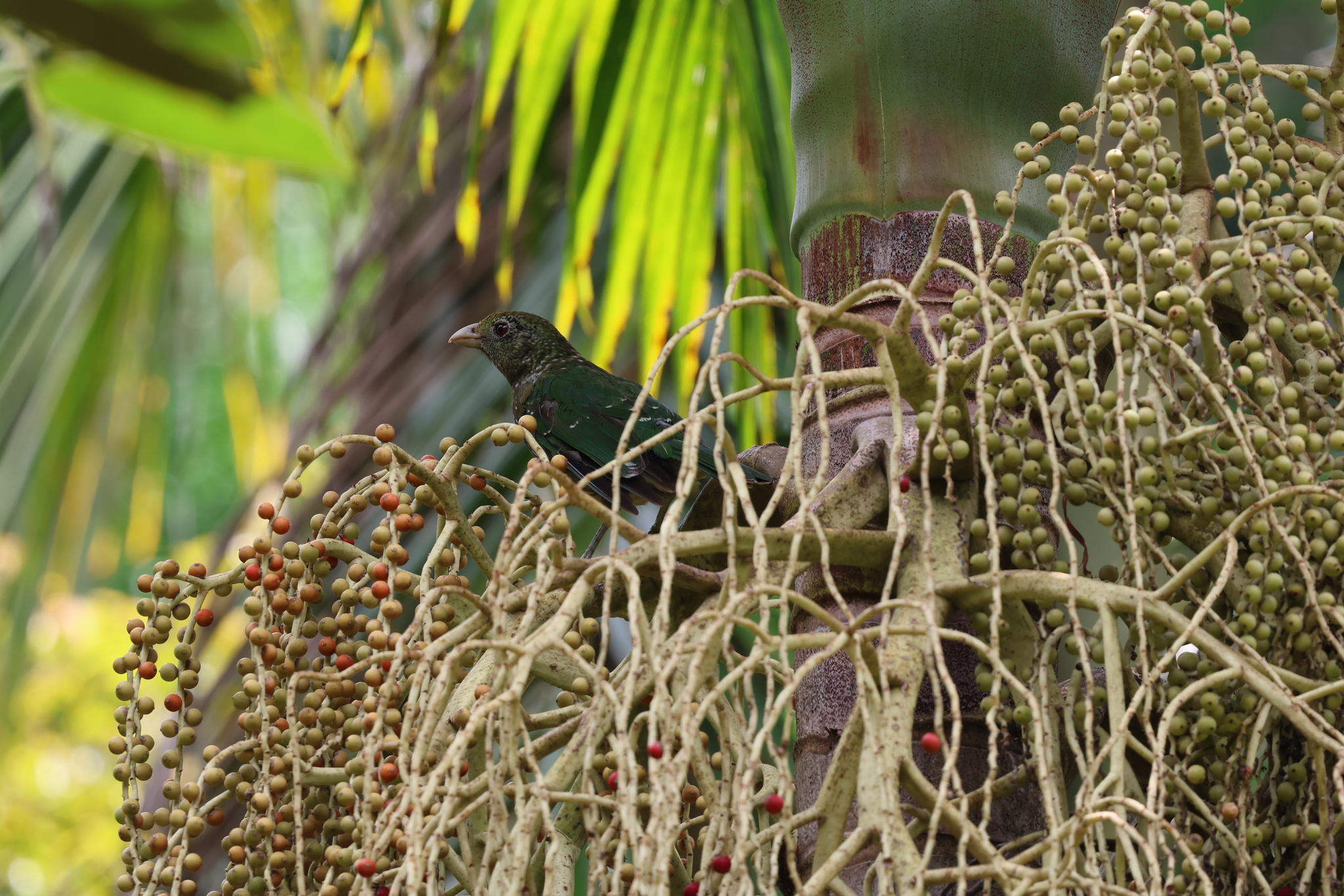 Green Catbird (Ailuroedus crassirostris), photo 1