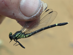 Euthygomphus yunnanensis