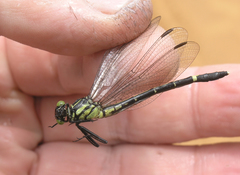 Euthygomphus yunnanensis