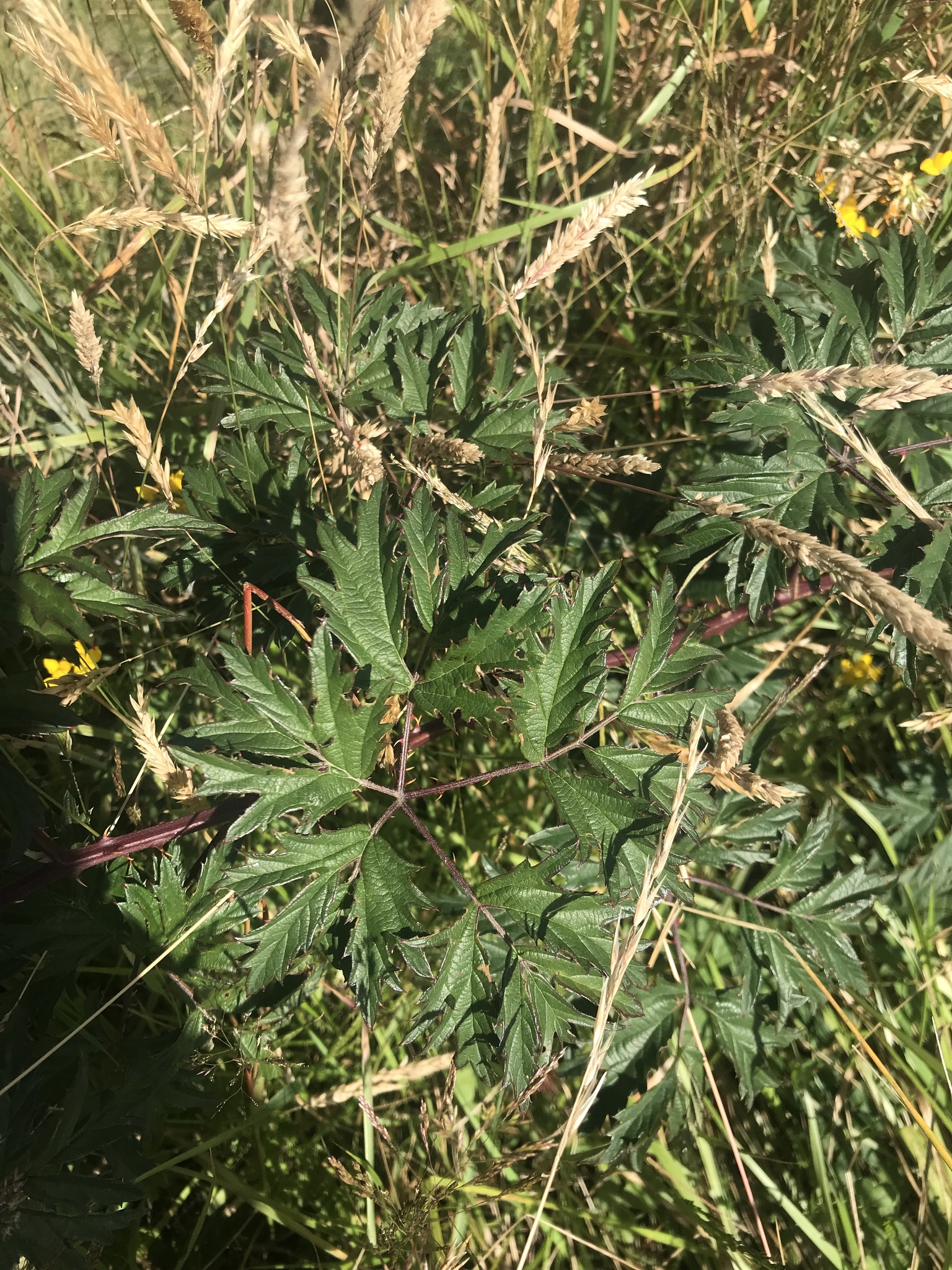 Cutleaf evergreen blackberry