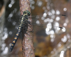 Onychothemis testacea