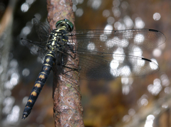 Onychothemis testacea