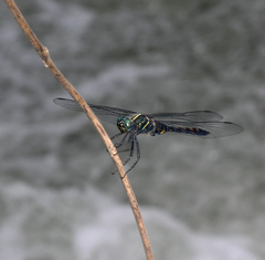 Onychothemis testacea