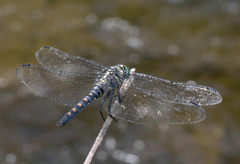 Onychothemis testacea
