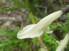 Prostanthera serpyllifolia