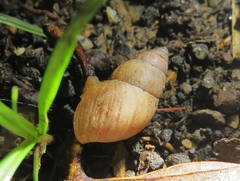 Bulimulus
