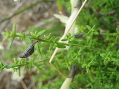 Prostanthera serpyllifolia