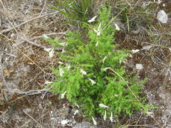 Prostanthera serpyllifolia