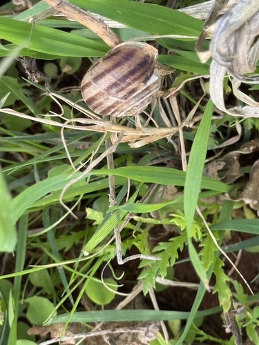Eobania vermiculata