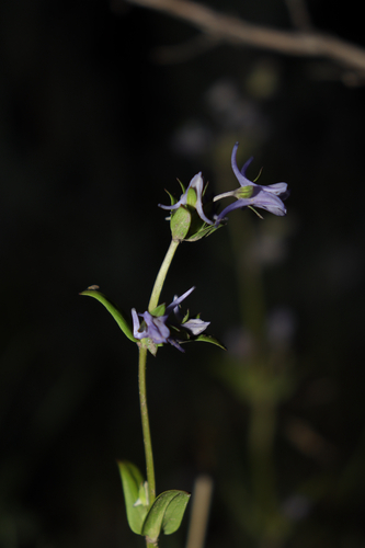 spurred gentian