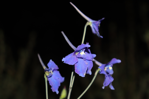 Siberian larkspur