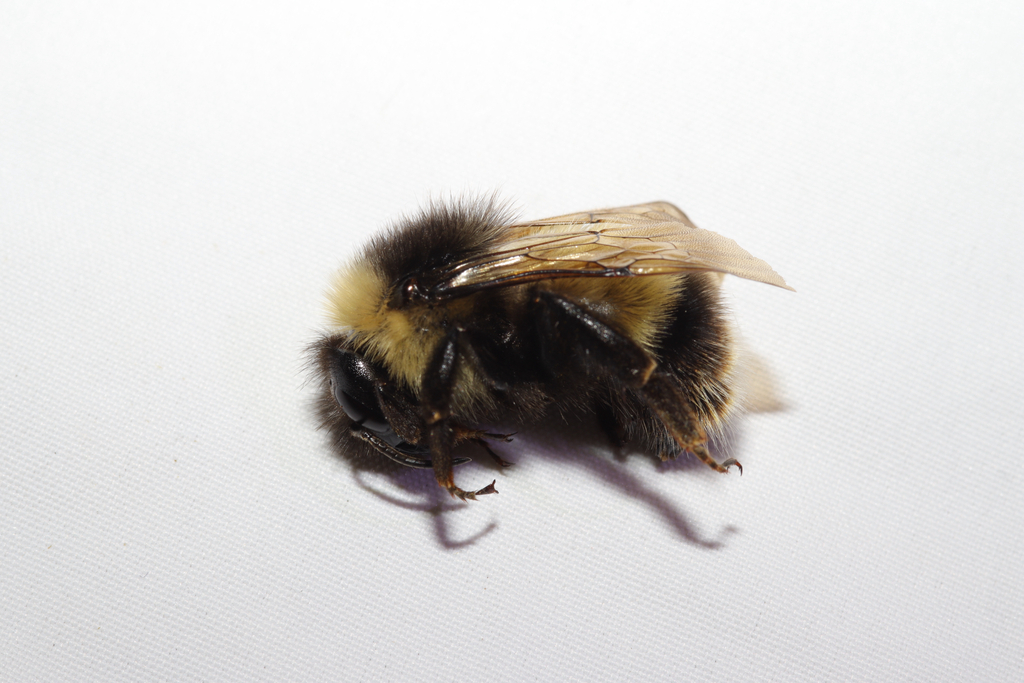 Bombus tibetanus