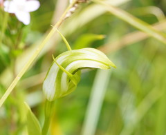 Pterostylis monticola