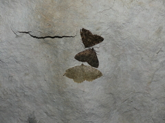 Triphosa sabaudiata