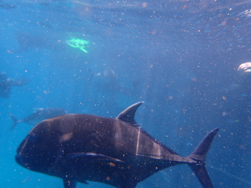 Barrier trevally (Caranx ignobilis) — Carangidae