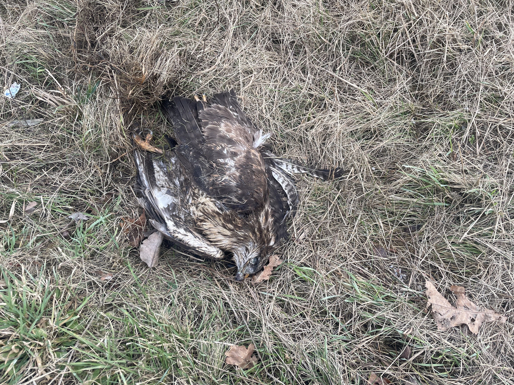 Buteo buteo (Linnaeus, 1758)