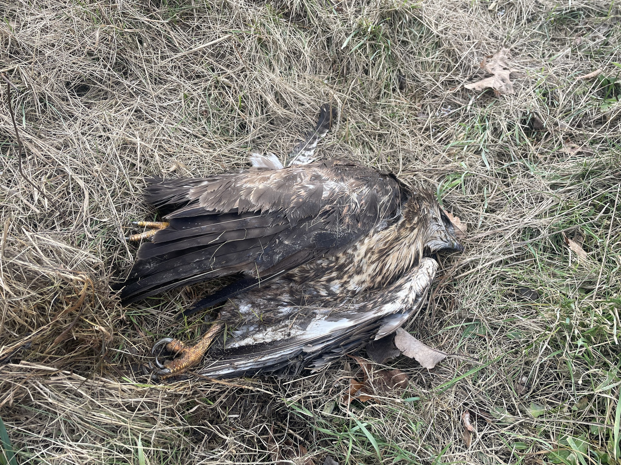 Buteo buteo (Linnaeus, 1758)