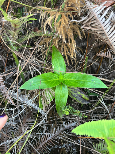Hedyotis megalantha observed 2026-01-04