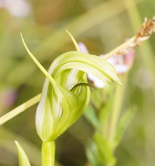 Pterostylis monticola