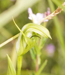 Pterostylis monticola