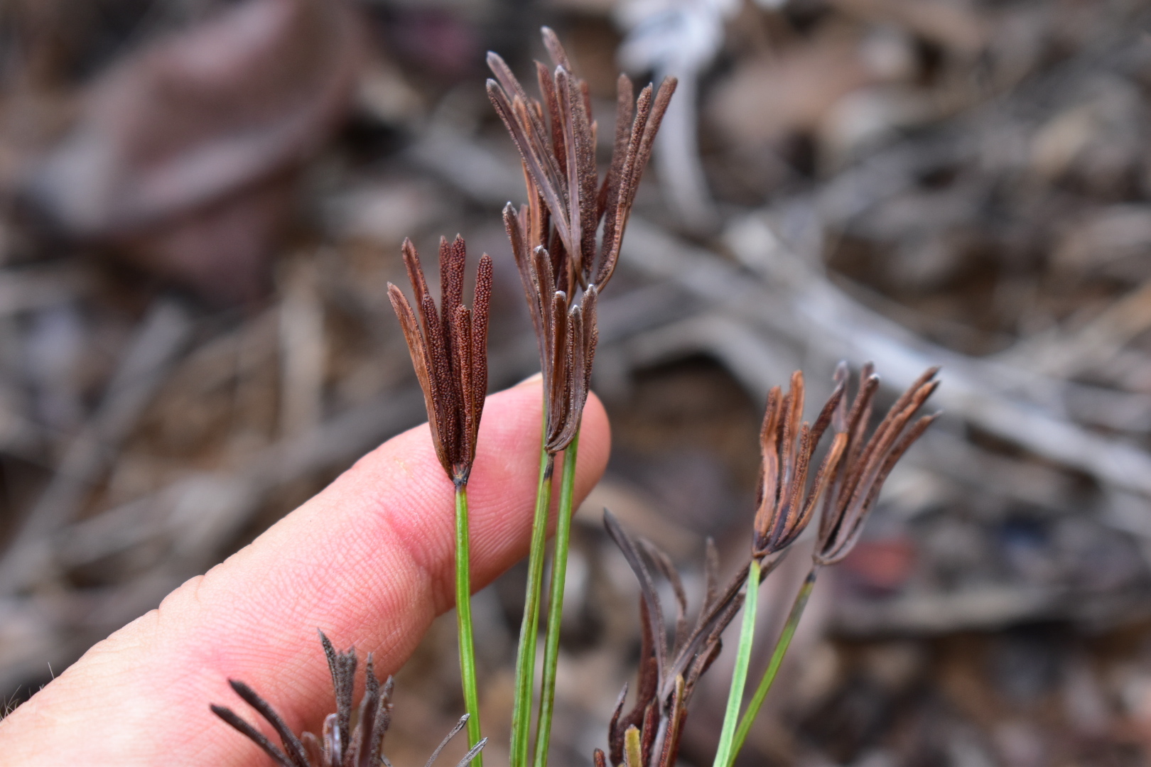 Compost Plant Spore Actinostachys melanesica - Growing Guide & Care Tips | BioGardens.org