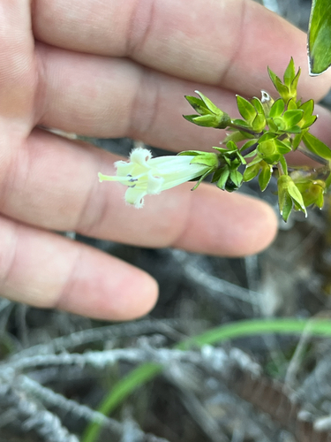 Hedyotis megalantha observed 2026-01-04