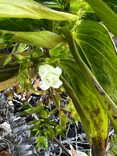 Hedyotis megalantha